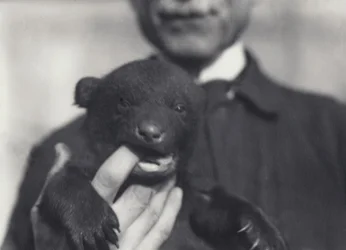 Braunbär-Schwarzbär-Jungtier im Alter von 6 Wochen, das im Londoner Zoo am Finger des Tierpflegers kaut, der es hält, Februar 1920